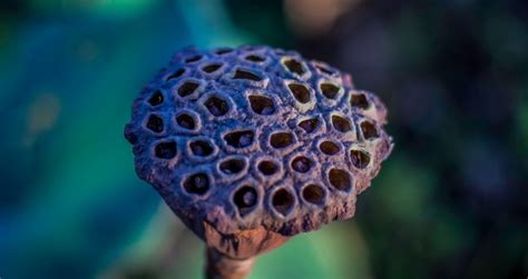 Trypophobia Is It Real And What Causes It Bbc Science Focus Magazine