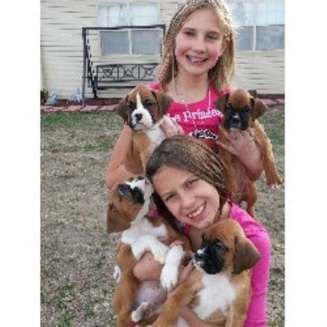 Boxer breeders in australia and new zealand. Kloud 9 Boxers And Pugs, Pug Breeder in Elizabeth, Colorado