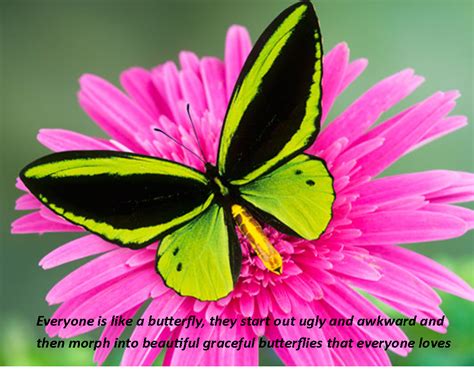 Butterfly Friendship Quotes Friendship Quotes