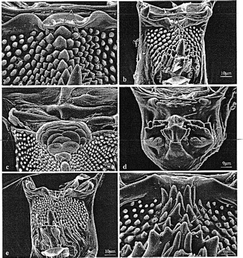 Tiiohypopharynx Structures Of Fourth Instar Larvae A An Download Scientific Diagram