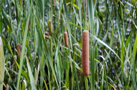 Cattails 9 Ways To Use This Versatile Plant In A Survival Situation