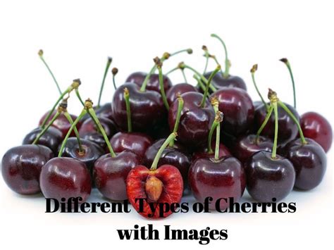 8 Different Types Of Cherries With Images Asian Recipe