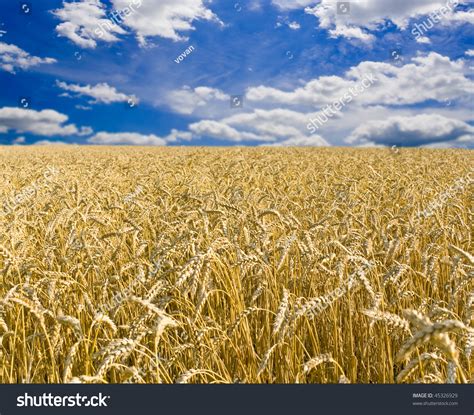Field Of Yellow Wheat And Cloud In The Sky Stock Photo 45326929