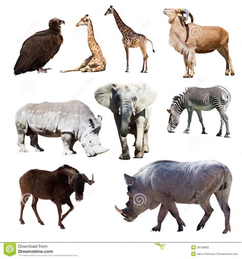 Warthog And Few Other African Animals