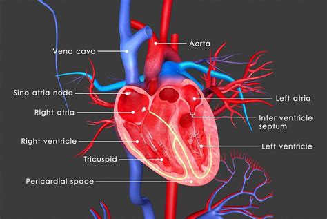 The Heart Anatomy Physiology And Function