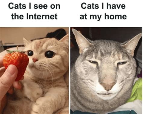 Amusing Cat Memes For You To Peruse