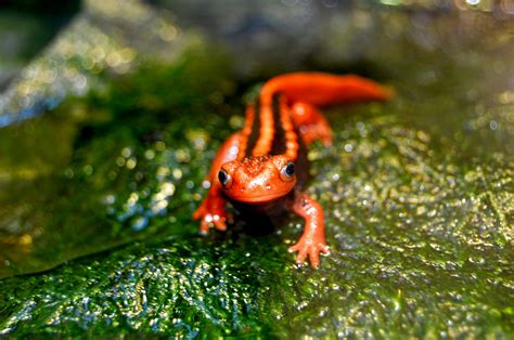 Wallpaper Vertebrate Amphibian Organism Terrestrial Animal Frog