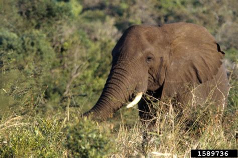 African Elephant Loxodonta Africana