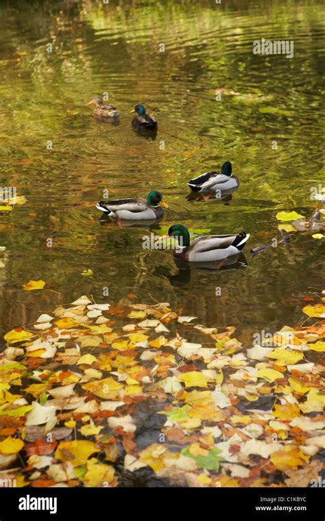 Mallards On Lake In Autumn Stourhead Wiltshire England Stock Photo
