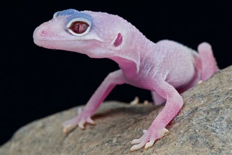 Albino Leopard Gecko Morph Guide Must Know Info And Pictures