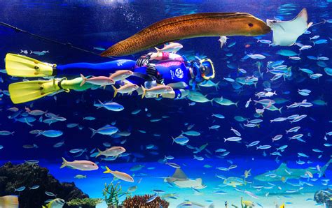 Sunshine Aquarium Tokyo Attractions Travel Japan Jnto