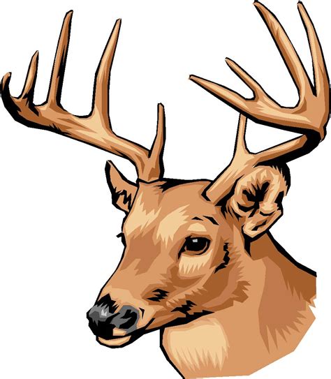 Cartoon Whitetailed Deer Clipart Best
