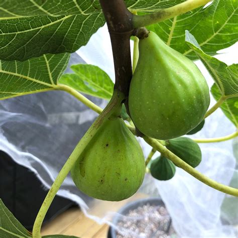 Figbid Online Auctions Of Fig Trees Fig Cuttings And Growing Supplies