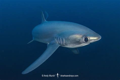 Pelagic Thresher Shark Alopias Pelagicus