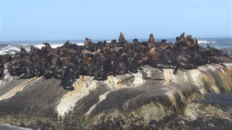 דרום אפריקה, קניה, זנזיבר, טנזניה ועוד. ‫אי כלבי ים ליד קייפטאון, דרום אפריקה‬‎ - YouTube