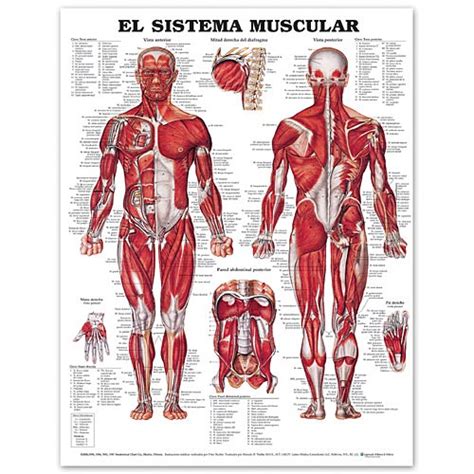 Bodybuilding muscle anatomy chart canine muscle anatomy chart printable medical terminology chart printable nervous system chart printable addition tables chart printable trx workout chart printable guitar fret chart printable story plot chart printable color words chart printable. THE MUSCULAR SYSTEM IN SPANISH PAPER CHART MUSCULAR SYSTEM ...