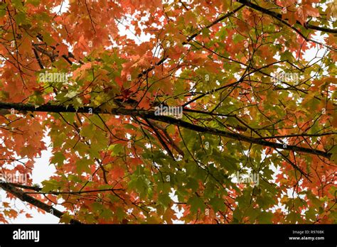 Maple Tree Branch With Turning Leaves In Autumn Stock Photo Alamy