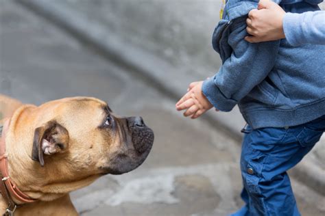 Reasons Why Your Dog Is Afraid Of Kids And How To Stop It