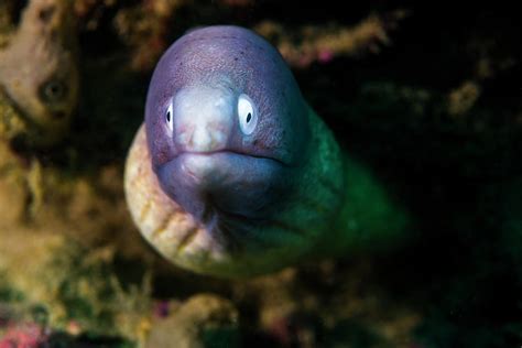 White Eyed Moray Eel In Malaysia Photograph By Jennifor Idol Fine Art