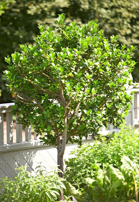 20 Best Evergreen Trees For Privacy And Year Round Greenery