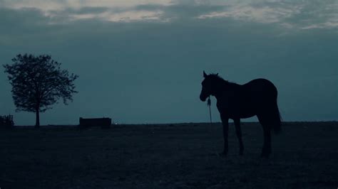Lone Horse At Night Stock Video Footage 0010 Sbv 300910789 Storyblocks
