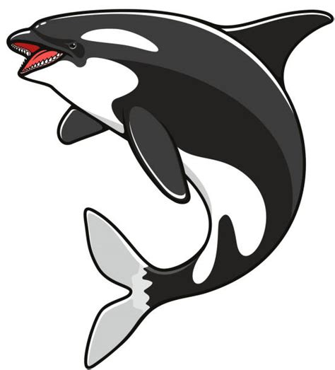 Top 60 Cartoon Of The Killer Whale Jumping Out Of Water Clip Art