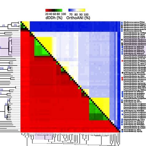 Phylogenetic Tree And Pairwise Comparisons Based On Both DDDH D4 And