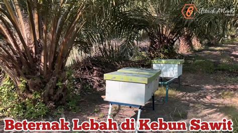 Beternak Lebah Di Kebun Sawit Youtube