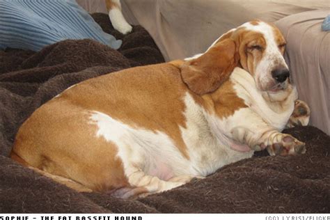 We will also have food and. Fattest Dogs! Very Fat-I like a fat dog | Interesting Pictures