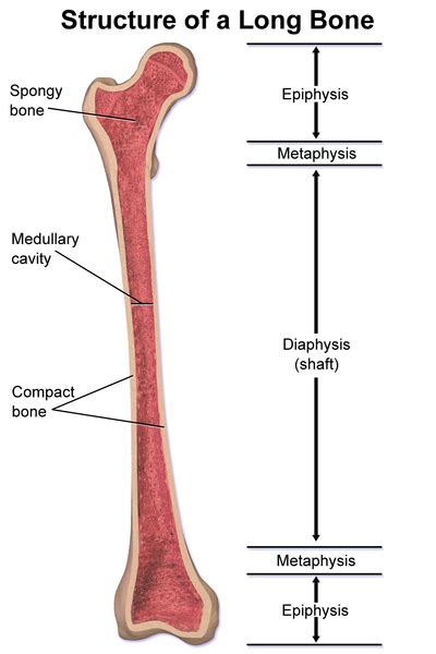 The metaphysis is a narrow region that connects epiphysis to the diaphysis or tubular shaft of the bone. File:Structure of a Long Bone.png - Wikimedia Commons