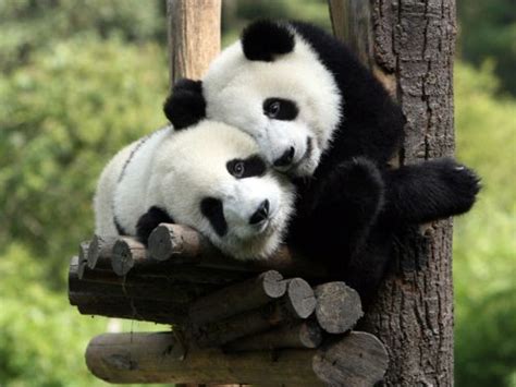 Panda Cuddles Cute Animals Fluffy Animals Animals Wild