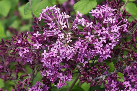 Bloomerang Lilac Your Guide To A Reblooming Variety Of Fragrant Lilac