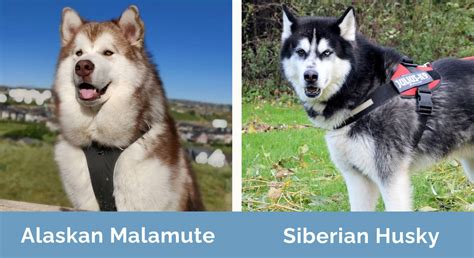 Alaskan Malamute Vs Siberian Husky Whats The Difference Hepper