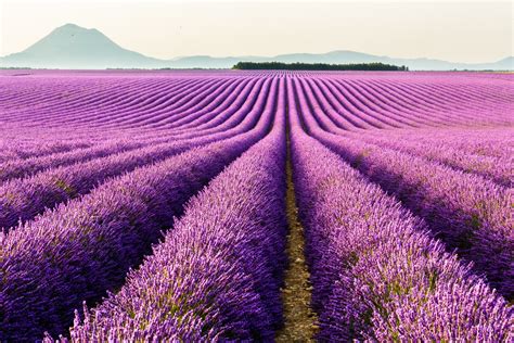 Tổng Hợp Hình Nền đẹp Về Hoa Oải Hương Lavender