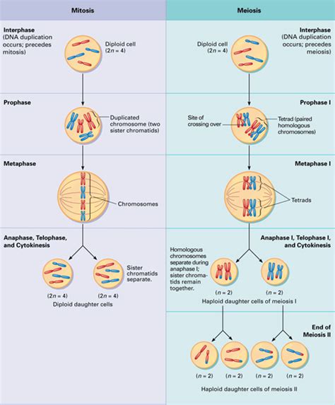 They share many common features, such as a cell membrane, nucleus, mitochondria, golgi apparatus, endoplasmic reticulum, ribosomes, and more. Cellular Biology | Cell Division | Tech Hydra