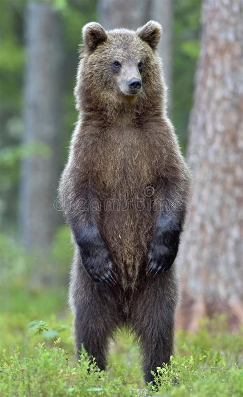 The Brown Bear Cub Standing On Hinder Legs Stock Image Image Of