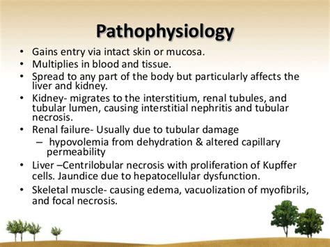 Muscle pain localized to the calf and lumbar areas 5. leptospirosis