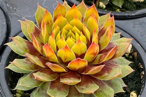 Sempervivum Chick Charms Gold Rush Hens And Chicks