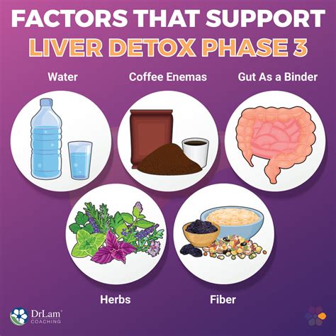 Liver Detox Phases What To Expect
