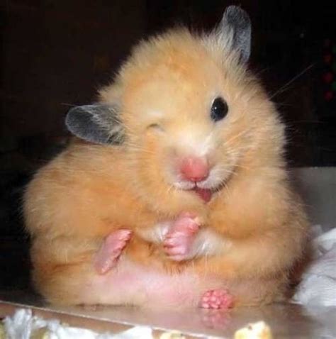 Hámster Cute Hamsters Cute Animals Funny Hamsters