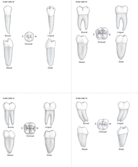 Flash Cards Dental Anatomy Physiology And Occlusion Part Dental