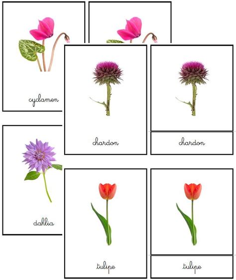 Cartes De Nomenclature Fleurs Boutique Documents Montessori