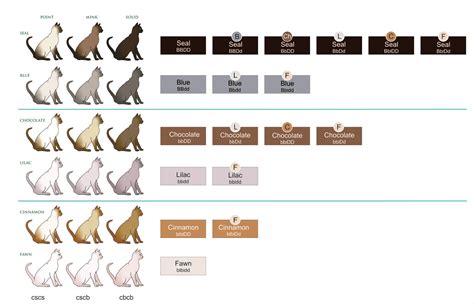 Solid coat pattern in cats. Genetics of Coat Colour and Pattern :: Tonkinese Cats ...