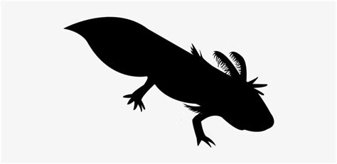 Axolotl Svg PNG Image | Transparent PNG Free Download on SeekPNG
