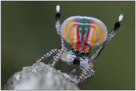 Maratus Volans Peacock Spider Woy Woy Nsw Australia Flickr