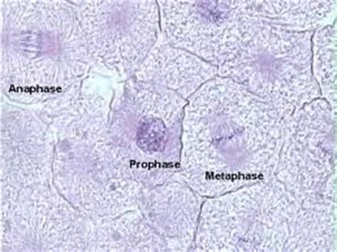 This is the classical material for studying animal cell mitosis. Mitosis