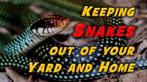 How To Keep Snake Away From Yard Snake Poin