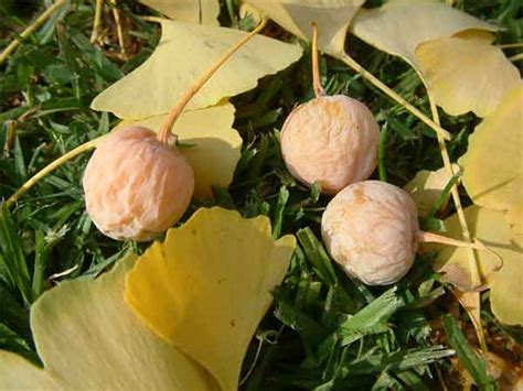 The outer part of the seed produces the unpleasant odor. Style By Cat: Ginkgo fruit smells like barf.