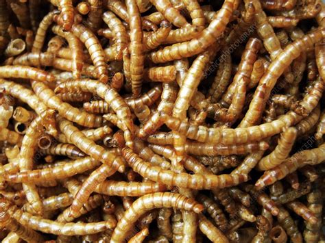 Novel foods, food safety, tenebrio molitor larva, yellow mealworm, insect powder. Dried Mealworm larva (Tenebrio molitor) - Stock Image ...