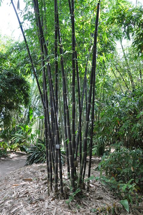 See more ideas about bamboo garden, black bamboo, garden design. Gigantochloa atroviolacea (Java Black) | Bamboo Land ...